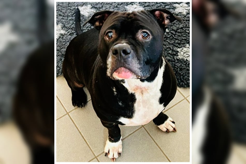 Coco ist recht unsicher und benötigt viel Zeit, um Vertrauen zu fassen.