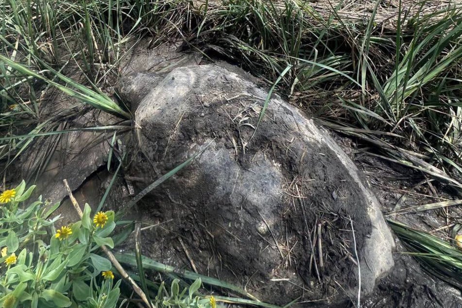 Auf den ersten Blick ist die Schildkröte gar nicht zu erkennen.