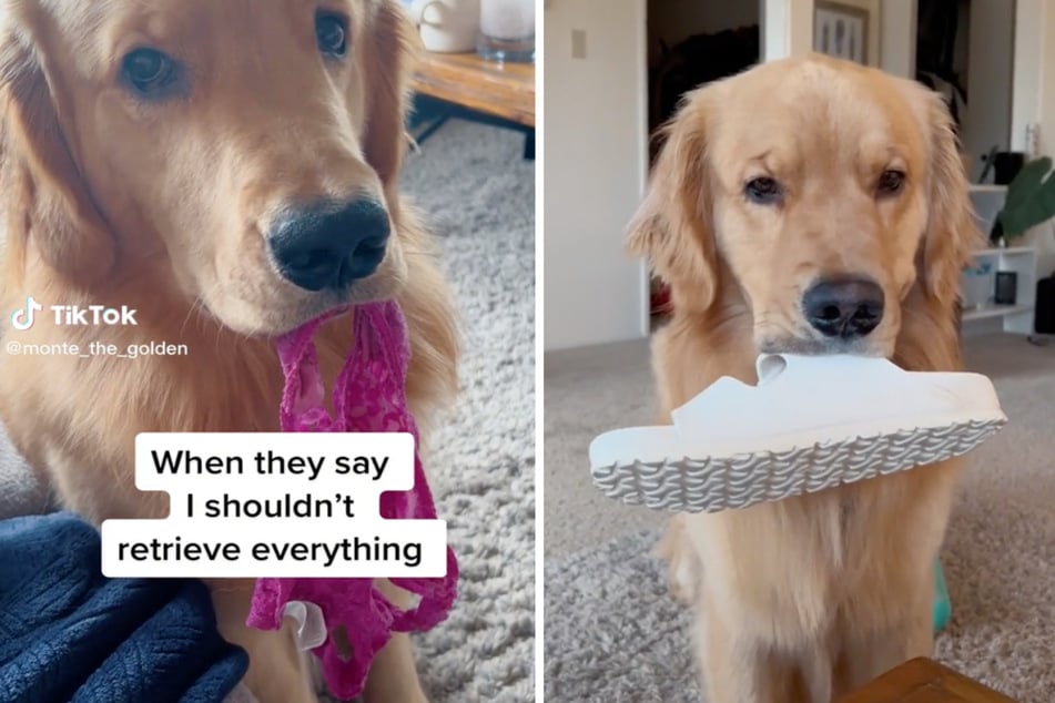 This dog really lives up to the name of his breed: he retrieves everything.