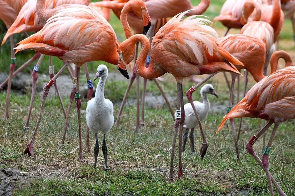 Die rosafarbenen Flamingos sind ein echter Hingucker im Kölner Zoo. Insgesamt leben dort rund 160 der eleganten Vögel.