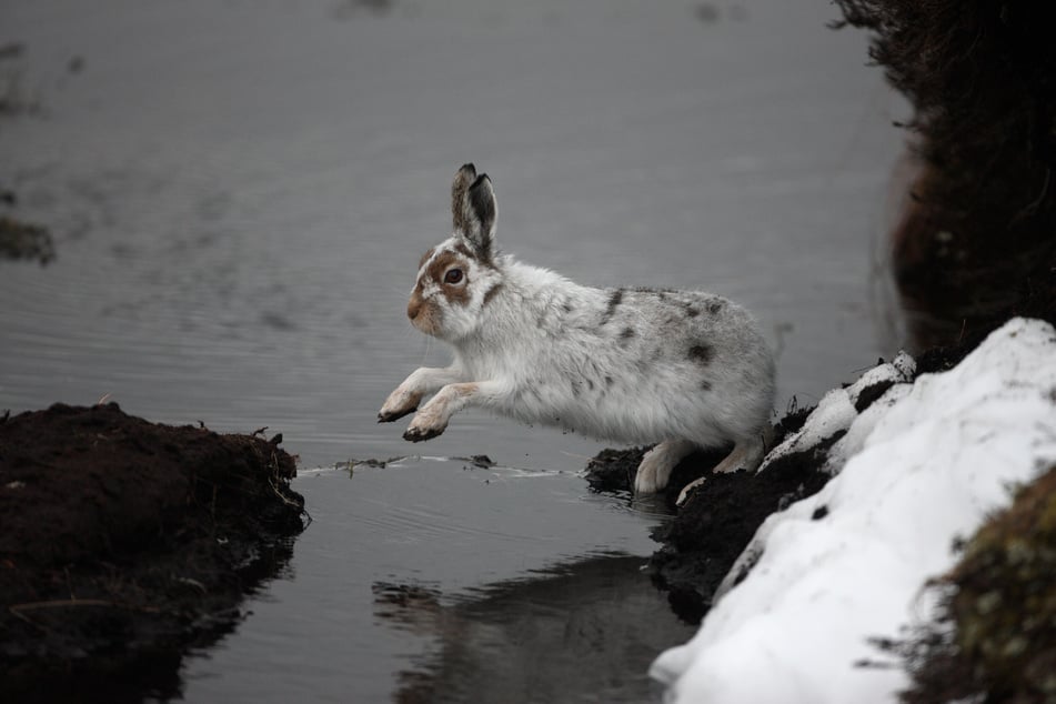 Kaninchen springen eher übers Wasser, als dass sie hindurchgehen.