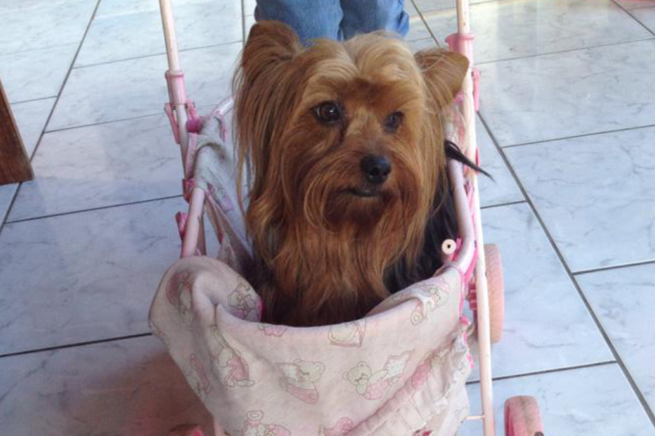 Mano with his regular hairdo.