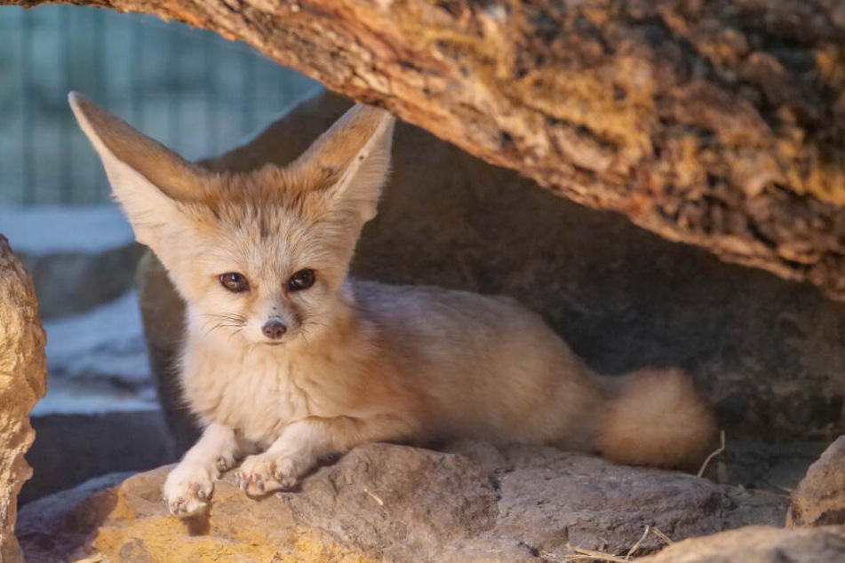Fenneks haben auffällig große Ohren.