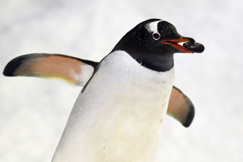 Der "Pinguin" soll sich auf dem Dach der Anruferin herumgetrieben haben (Symbolfoto).