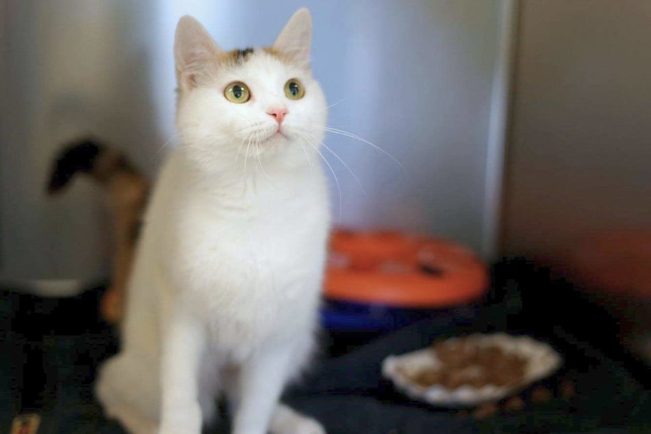 In Familien mit kleinen Kindern wird die Katze nicht vermittelt.
