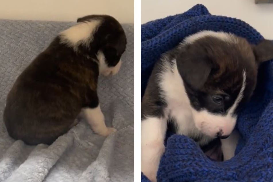 This sad little puppy named Sasha has TikTok users gushing.