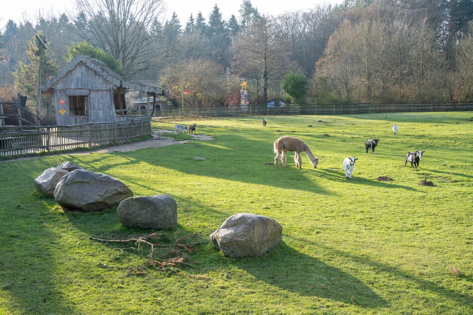 Westafrikanische Zwergziegen stehen in einem Gehege im Vogelpark Marlow.