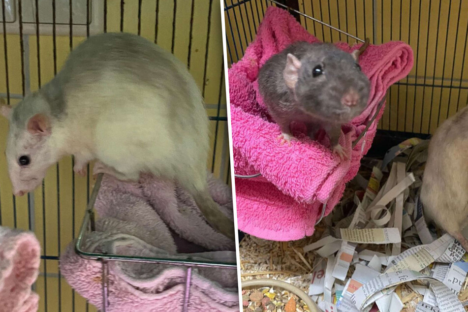 Das Tierheim in Köln-Dellbrück nahm jüngst fünf Ratten auf, die dringend Hilfe benötigten.