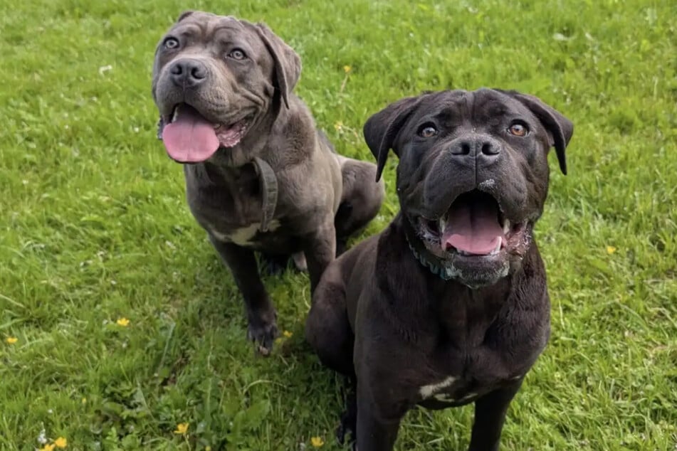 Athena kam gemeinsam mit ihrem Bruder Ares in das Hamburger Tierheim.