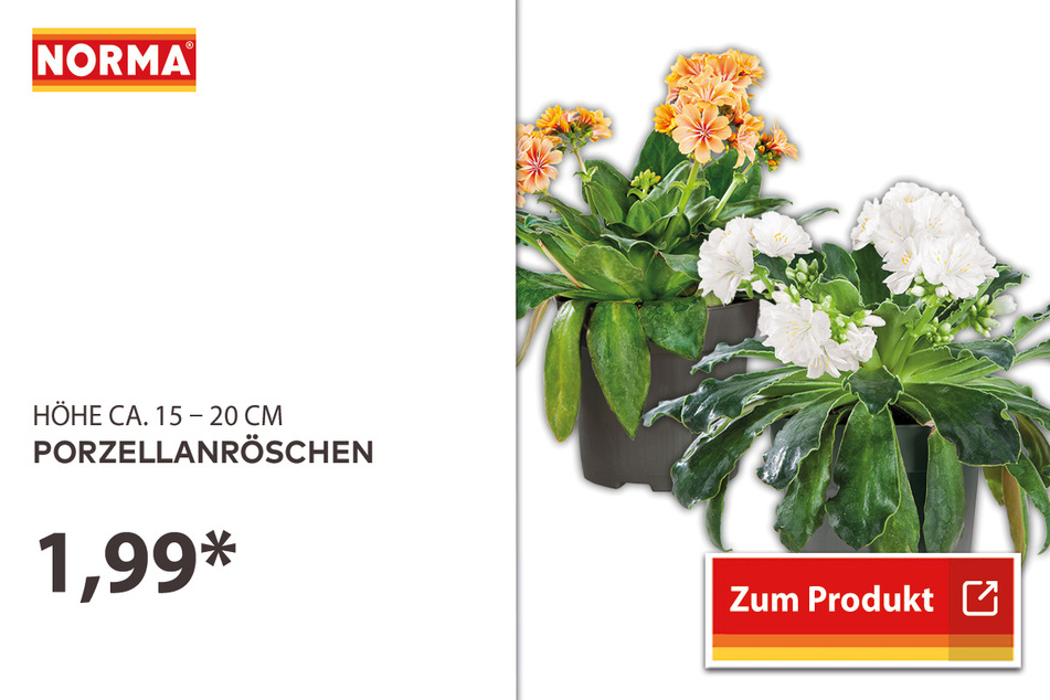 Porzellanröschen für je nur 1,99 Euro