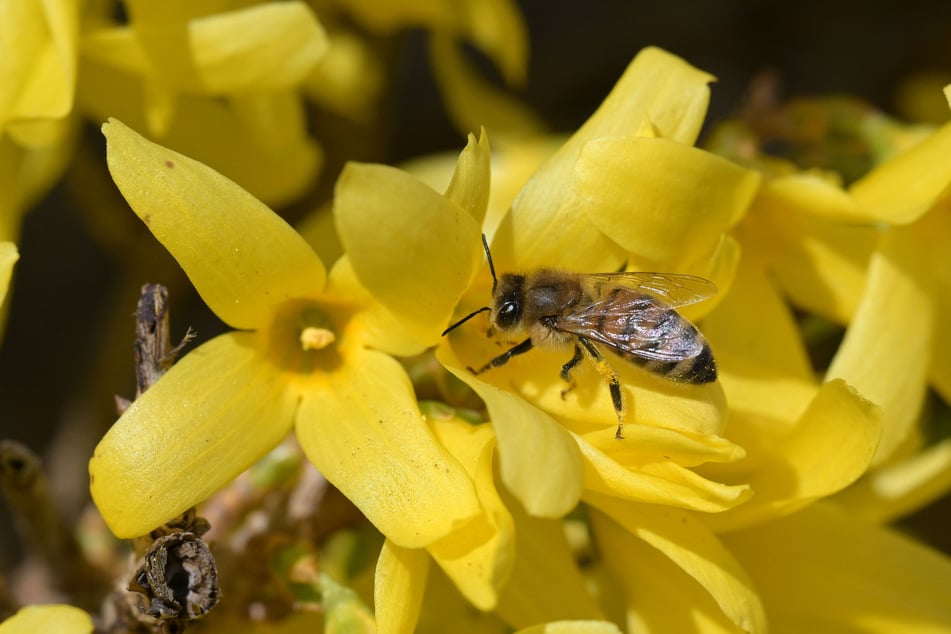 Fast 61.000 Bienen summen derzeit in Sachsen. (Symbolbild)