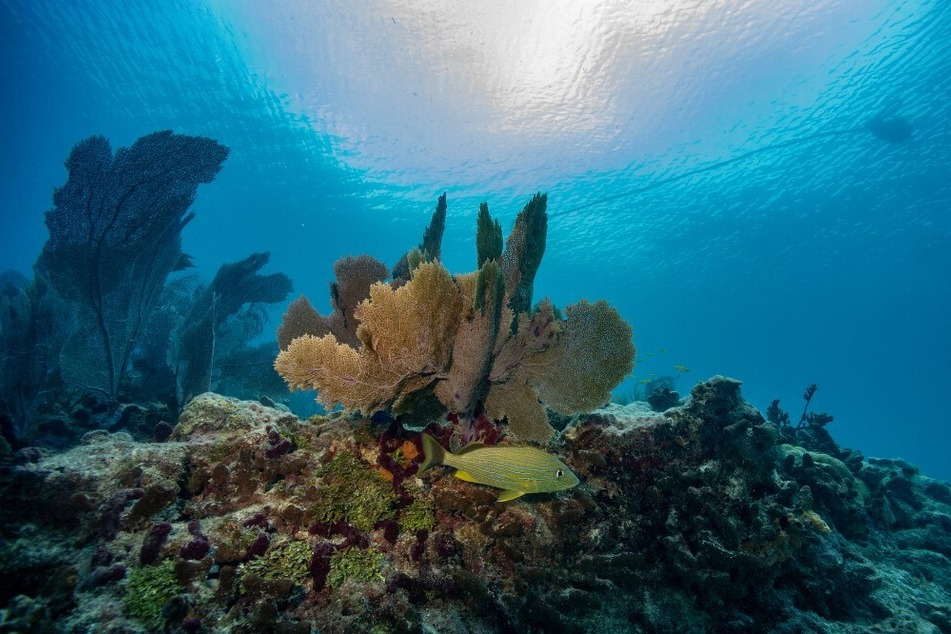 Fish swim around Florida's barrier reef, the largest in the continental US, which is under threat amid the global climate emergency.