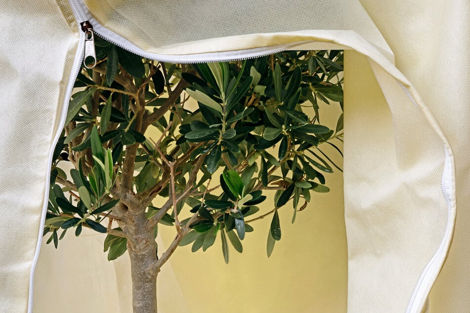 In milden Regionen mit nur seltenen leichten Frösten kann man den Olivenbaum draußen im Hellen überwintern.