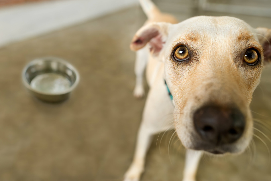 Before you fall for that heart melting puppy stare, make sure you have though pet adoption through.