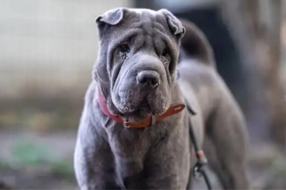 La perra Shar-Pei Mei, del refugio de animales de Hamburgo, está buscando un hogar lleno de cariño.