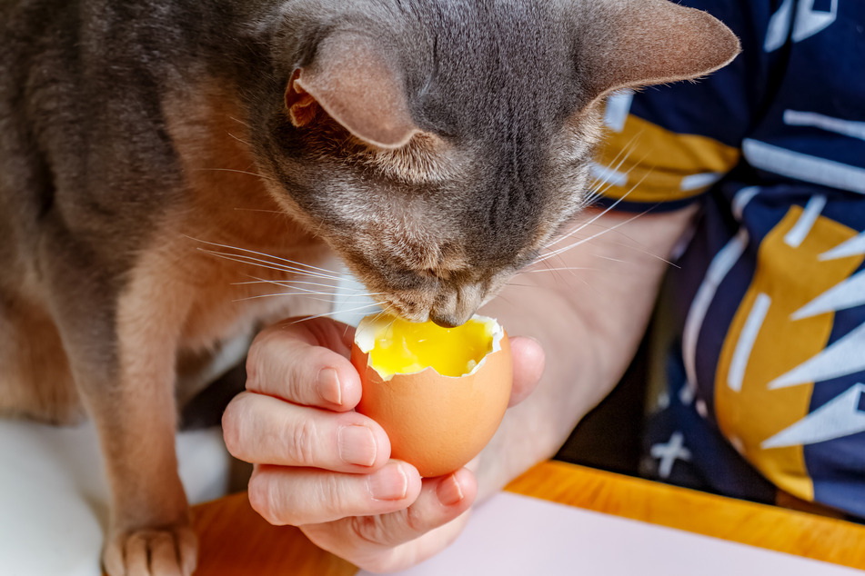 Wenn sie überhaupt Eier fressen, dann sollten Katzen möglichst nur das Eigelb verzehren.