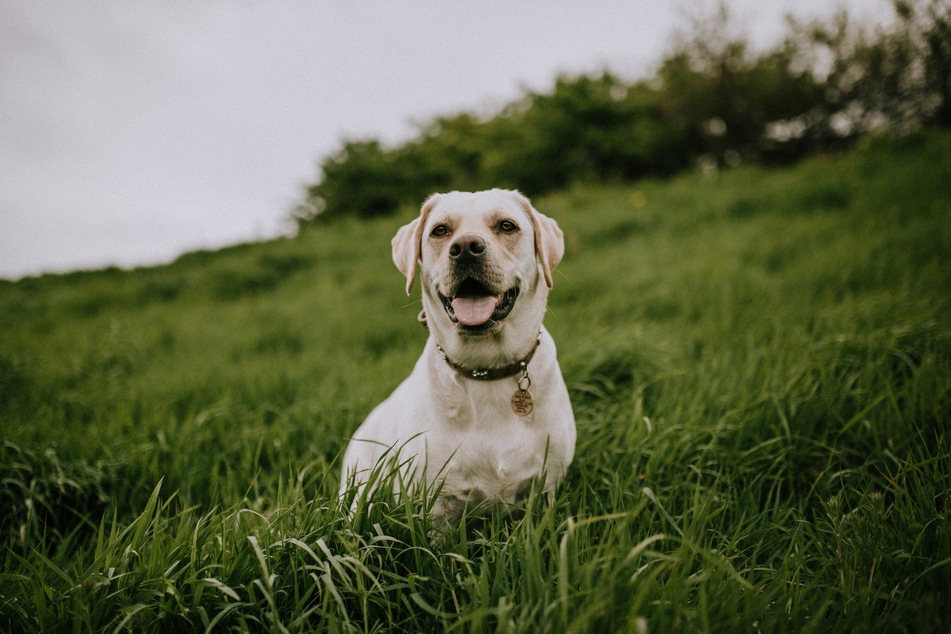 Has your dog been behaving oddly while also eating a bunch of grass?