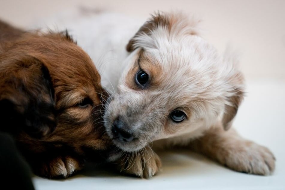 Die Tierschutzorganisation RSPCA rettete über 100 Hunde aus dem Messi-Haus. (Symbolbild)