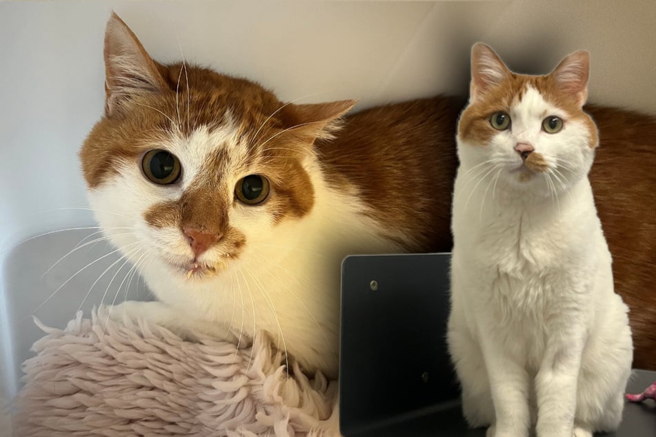 Kocour Vinz (vpravo) a Vinzi hledají společný domov.