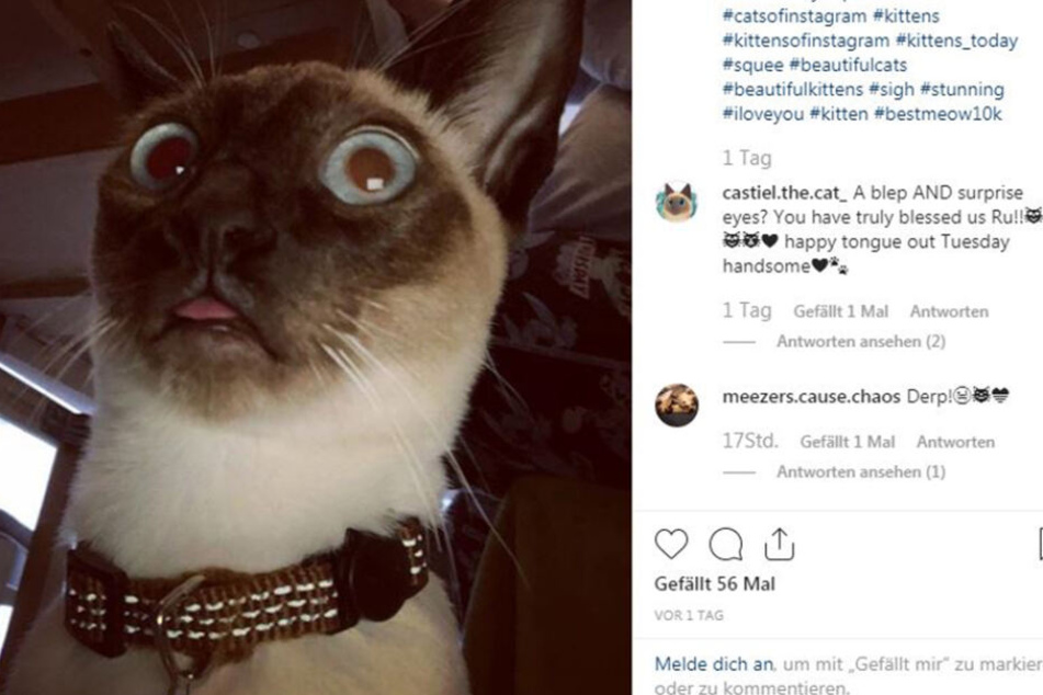 Katzen sind seit jeher beliebte Bildmotive auf Instagram.