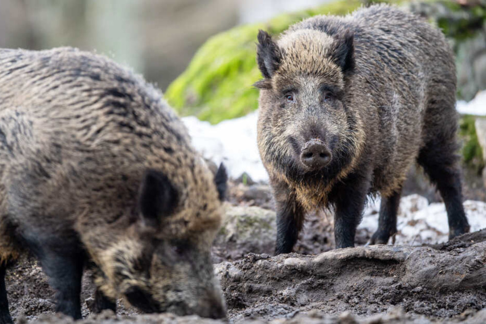 Es wird in Bayern gefordert, deutlich mehr Wildschweine als bisher zu erlegen.