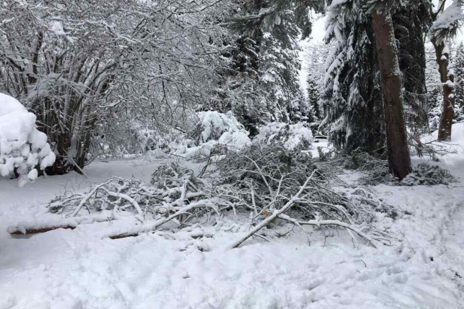 Schneebruch auch im Park am Pelzmühlenteich.