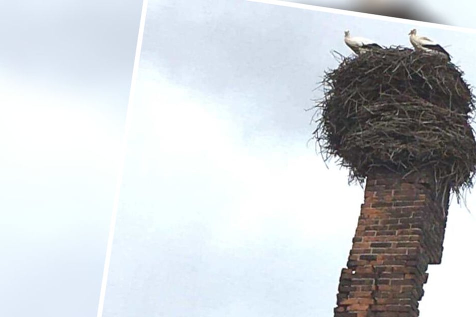 Eilenburgs Bürger sorgen sich aktuell um Storchenfamilie Adebar. Ihr Nest auf einem Schornstein droht abzustürzen.