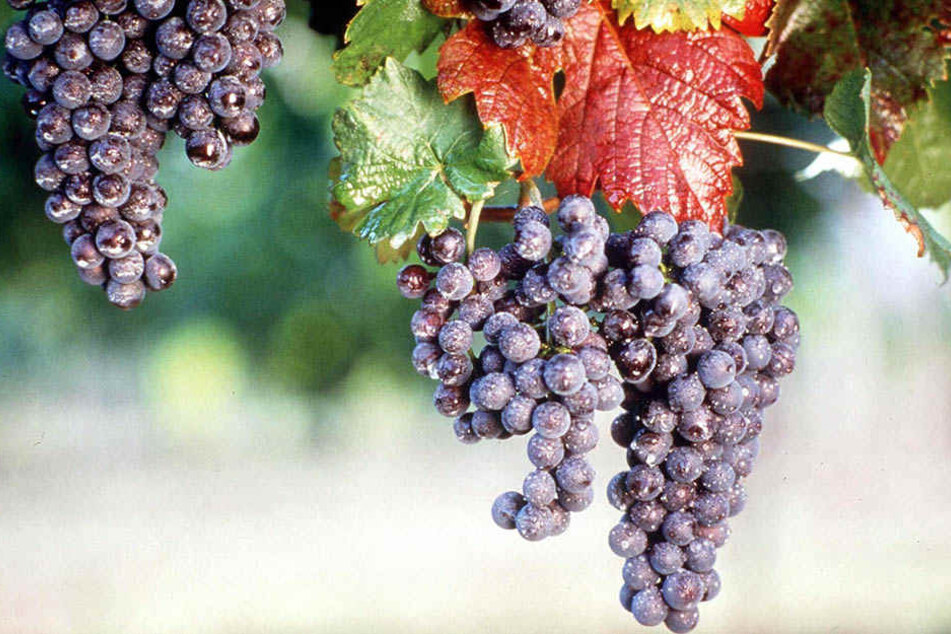 Rotwein kommt bei vielen Sachsen besser an als Weißwein.