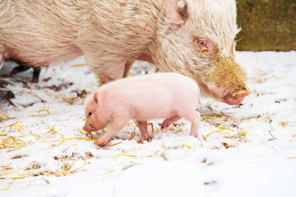 Kleine Ferkel frieren im Winter ganz besonders stark.