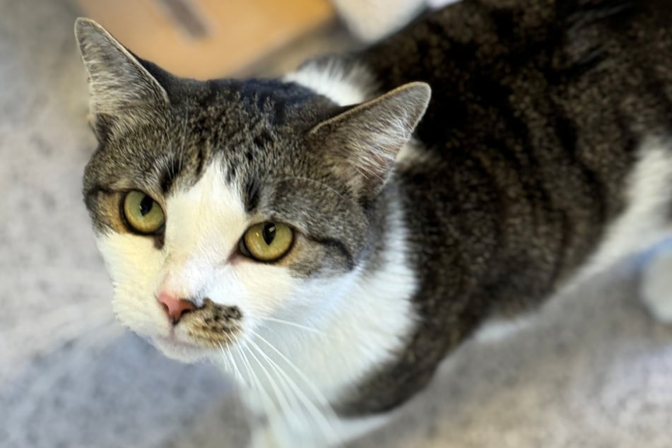 Katze Ice ist freundlich und schätzt die Nähe zu Menschen.