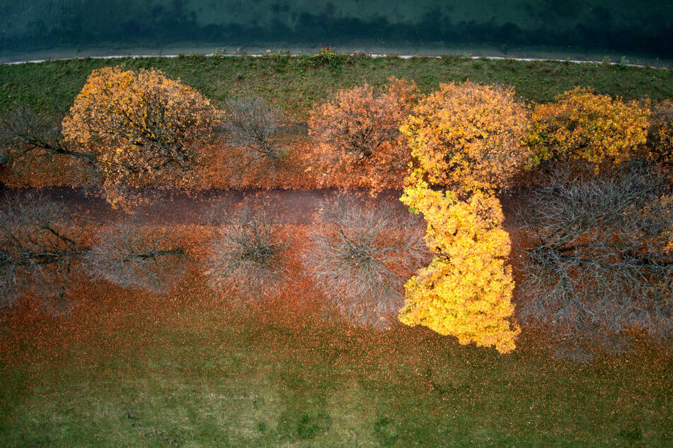 Bäume, deren Blätter sich herbstlich bunt verfärbt haben, und andere, die ihre Blätter bereits verloren haben, stehen im Kölner Stadtwald am Decksteiner Weiher.