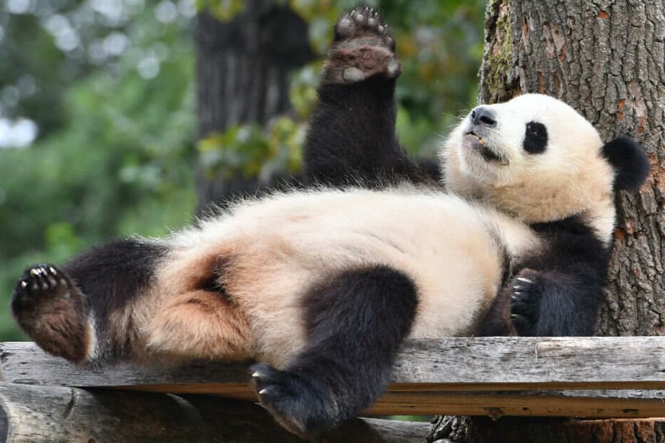 Bekommt Meng Meng bald ein Baby? (Archivbild)