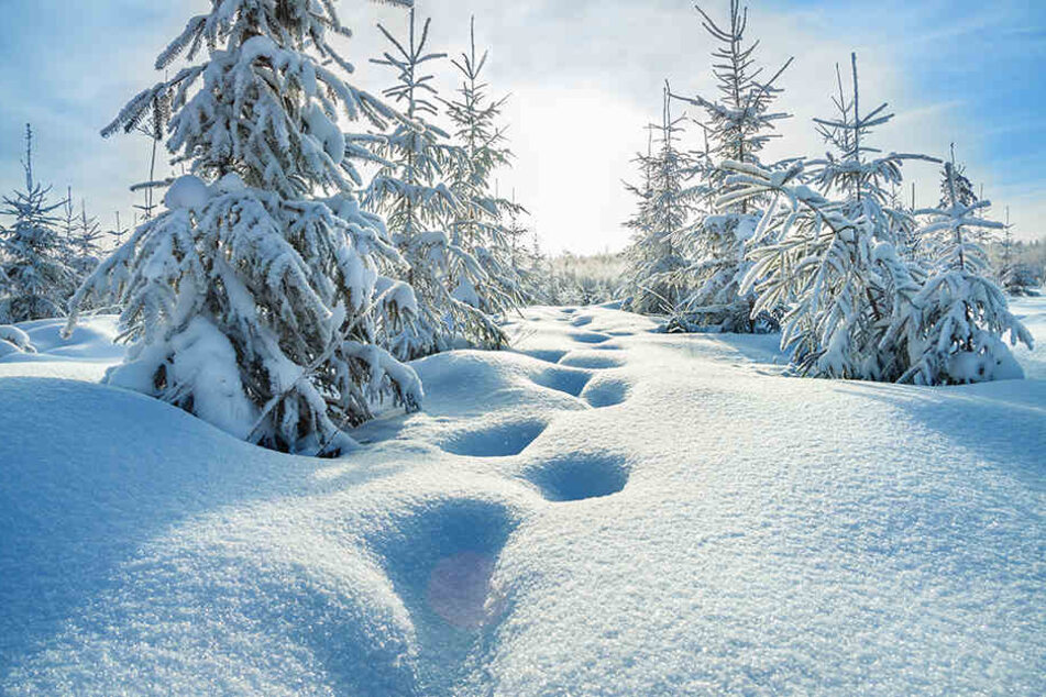 In einigen Regionen Deutschlands könnt Ihr Euch auf so eine herrliche Winterlandschaft freuen.
