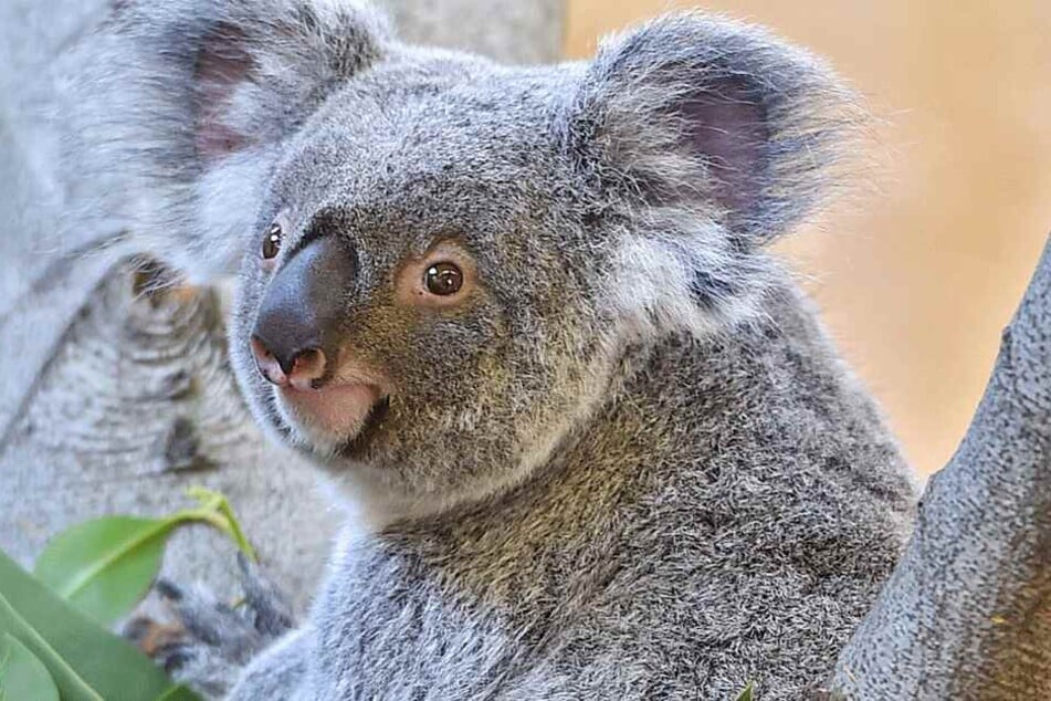 Koala-Dame Sydney soll schon bald die Herren-Koalas bezirzen.