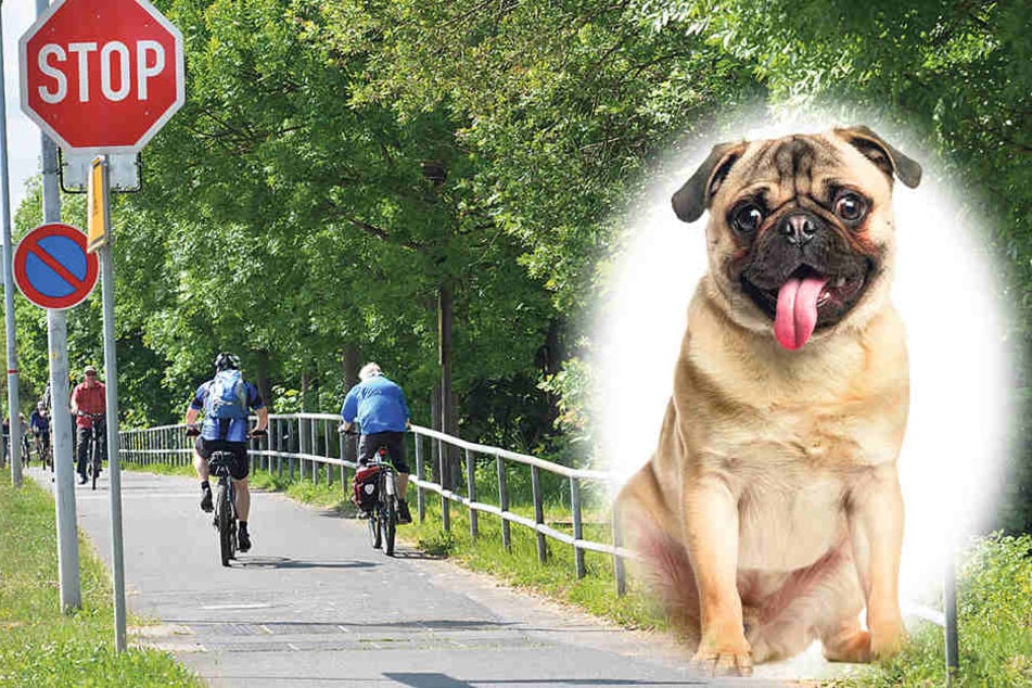 Auf dem Elberadweg kollidierten ein Mops und ein Teenager (15) - gesucht wegen Unfallflucht! Die Polizei fahndet nach einem verletzten Mops.
