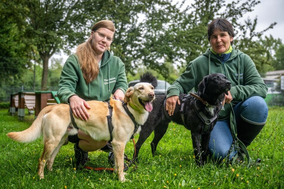 Vanessa Haasper (32, l.) und Ira Weißbach (43) üben mit den Mischlingshunden Finn (l.) und Piet (beide 2). Vieles erleben sie zum ersten Mal.