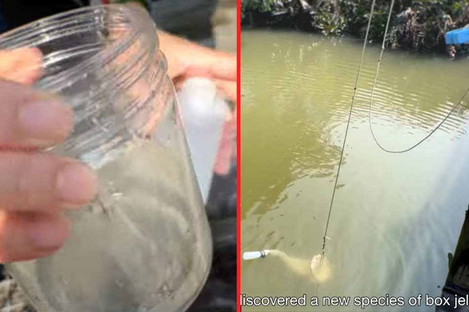 Aus diesem Teich in Hongkong fischten Wissenschaftler eine neue Quallenart.