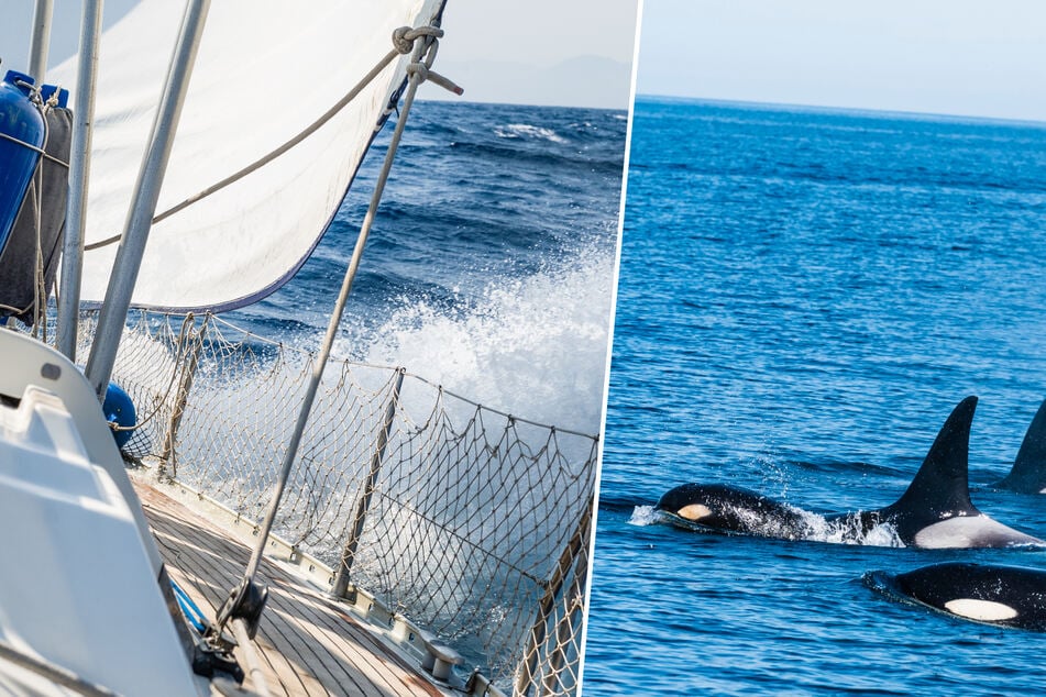 Orcas rammen Segelboot: Experten schlagen Alarm