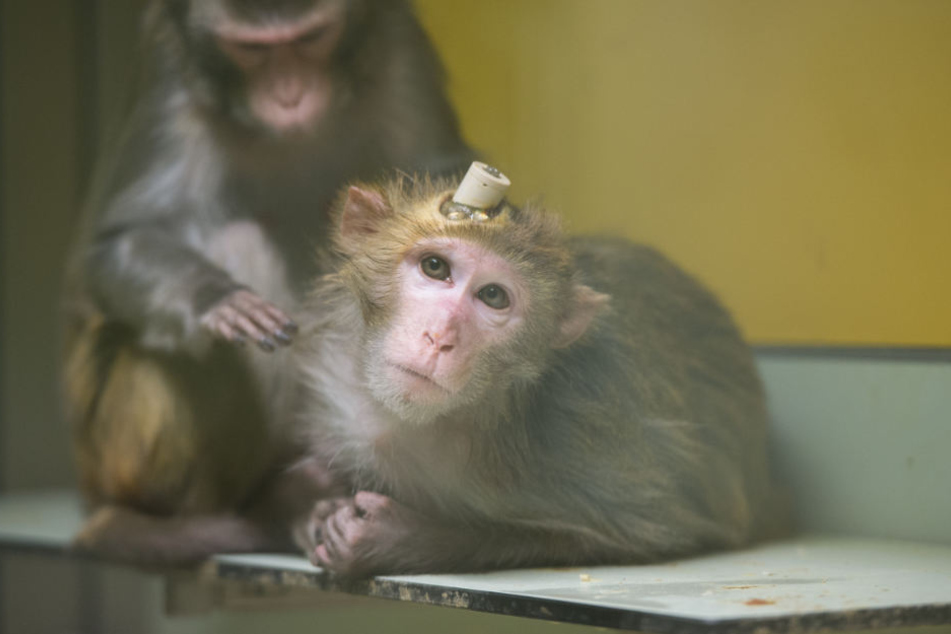 Im Herbst 2014 hatten Tierschützer die Versuche sowie die Haltung der Tiere heimlich gefilmt. (Archivbild)