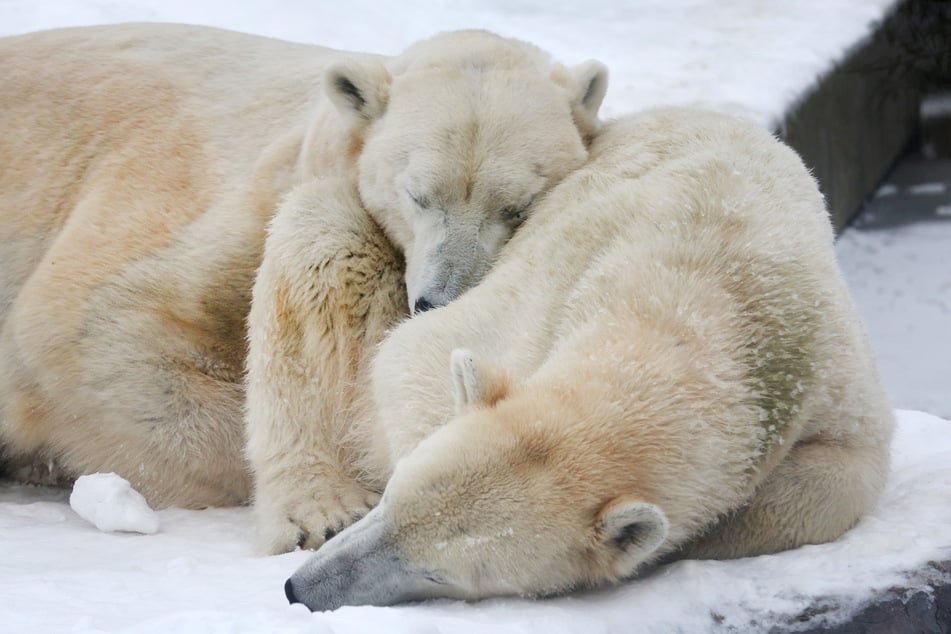 Eisbärmännchen Bill (l) und Eisbärdame Lara kuscheln sich aneinander und machen im Schnee ein Nickerchen.