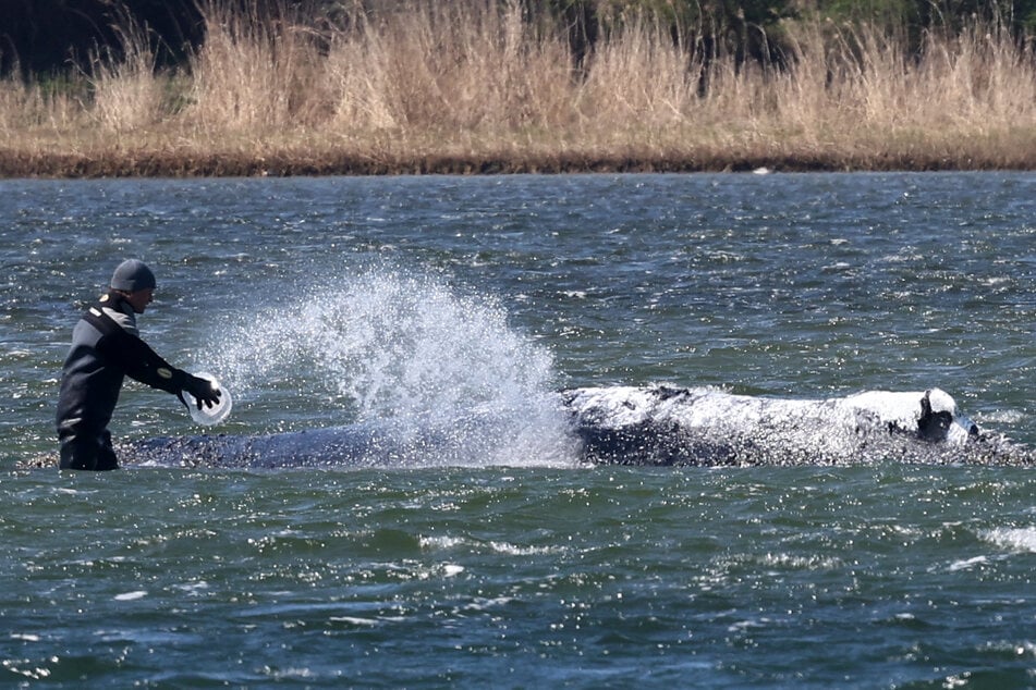 Helfer benetzen den Wal auch am Samstag immer wieder mit Wasser.