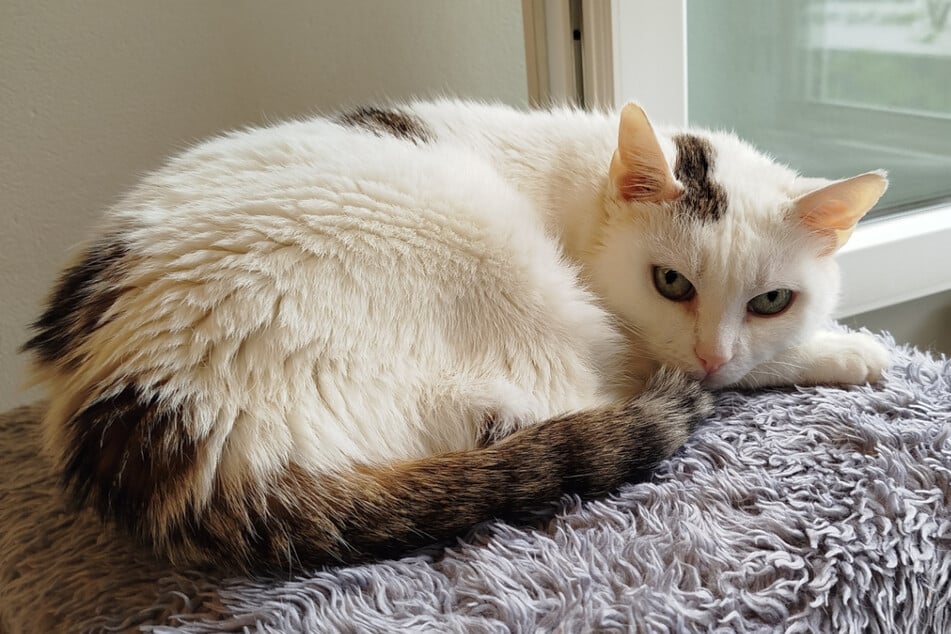 Katze Wilma sehnt sich nach einer Familie, die sie umsorgt.