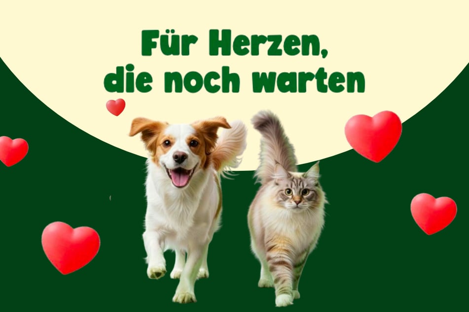 Jede kleine Hilfe bringt Tiere ein Stück näher zu einem liebevollen Zuhause.