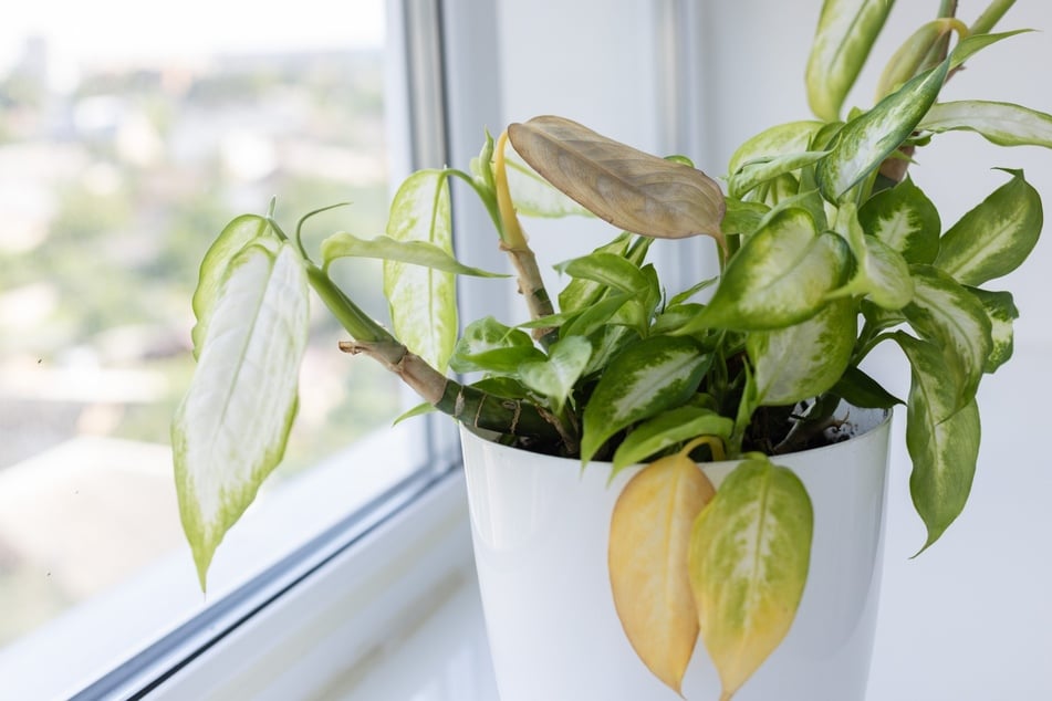 Hat eine Dieffenbachia gelbe Blätter, kann das mehrere Ursachen haben.