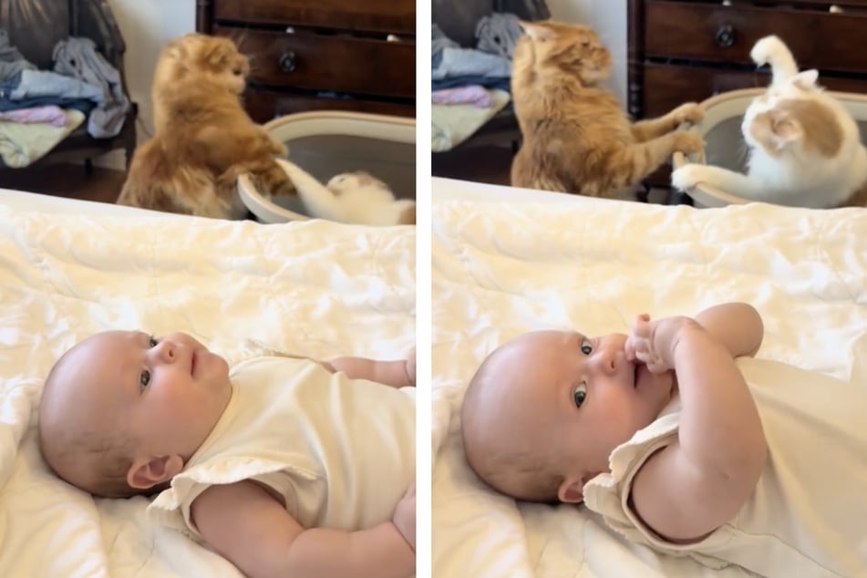 Während das Baby friedlich im Bett spielt, tragen zwei Samtpfoten einen heftigen Kampf im Hintergrund aus.