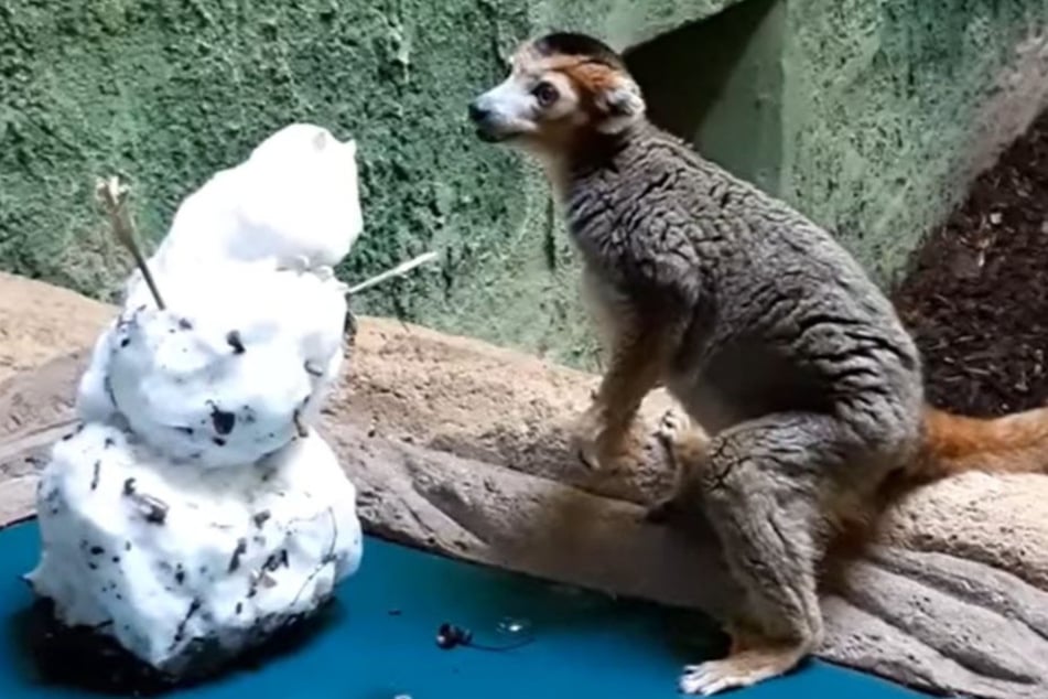 Die Kronenmakis zeigten Respekt vor dem kalten Schnee.
