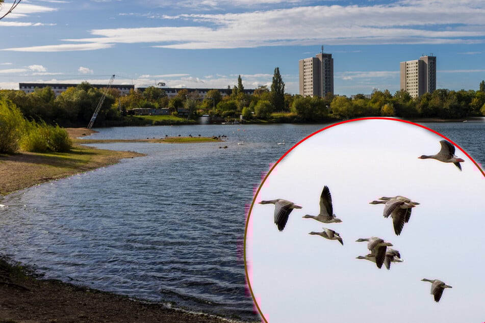 Dresden: Geflügelpest in Dresden nachgewiesen