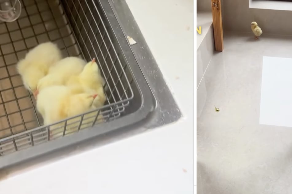 Da die "Huozhuzi"-Eier zu warm gelagert worden waren, entstanden die perfekten Brut-Bedingungen.