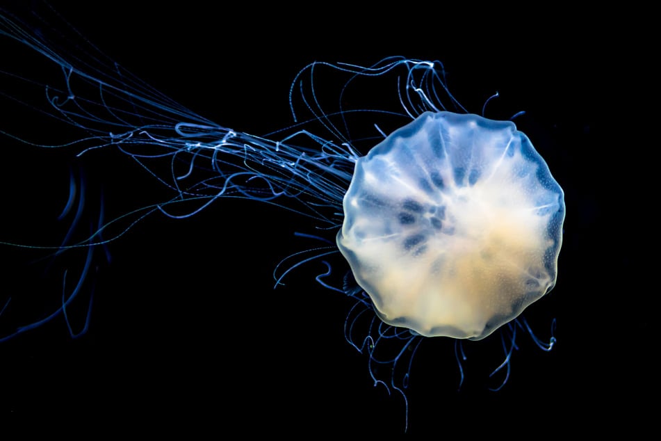 The most poisonous jellyfish in the world is a truly terrifying creature.