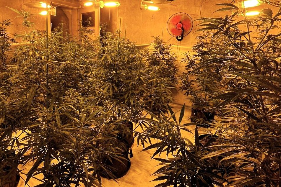 Drogen-Plantage entdeckt: 43-Jähriger vorläufig festgenommen